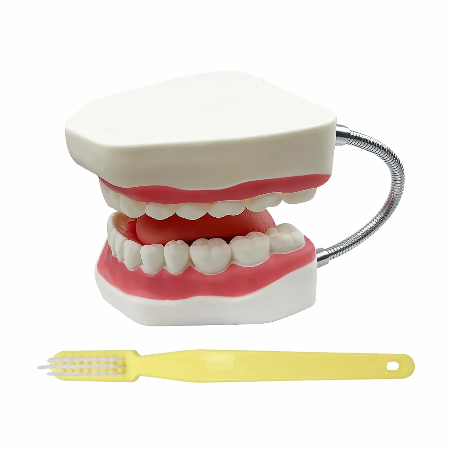 Duży model zębów anatomicznych dentysta nauczanie higieny jamy ustnej model ze szczoteczką do zębów 22 x 15 x 14 cm model zębów narzędzia do prezentacji ewolucji do nauczania i nauki
