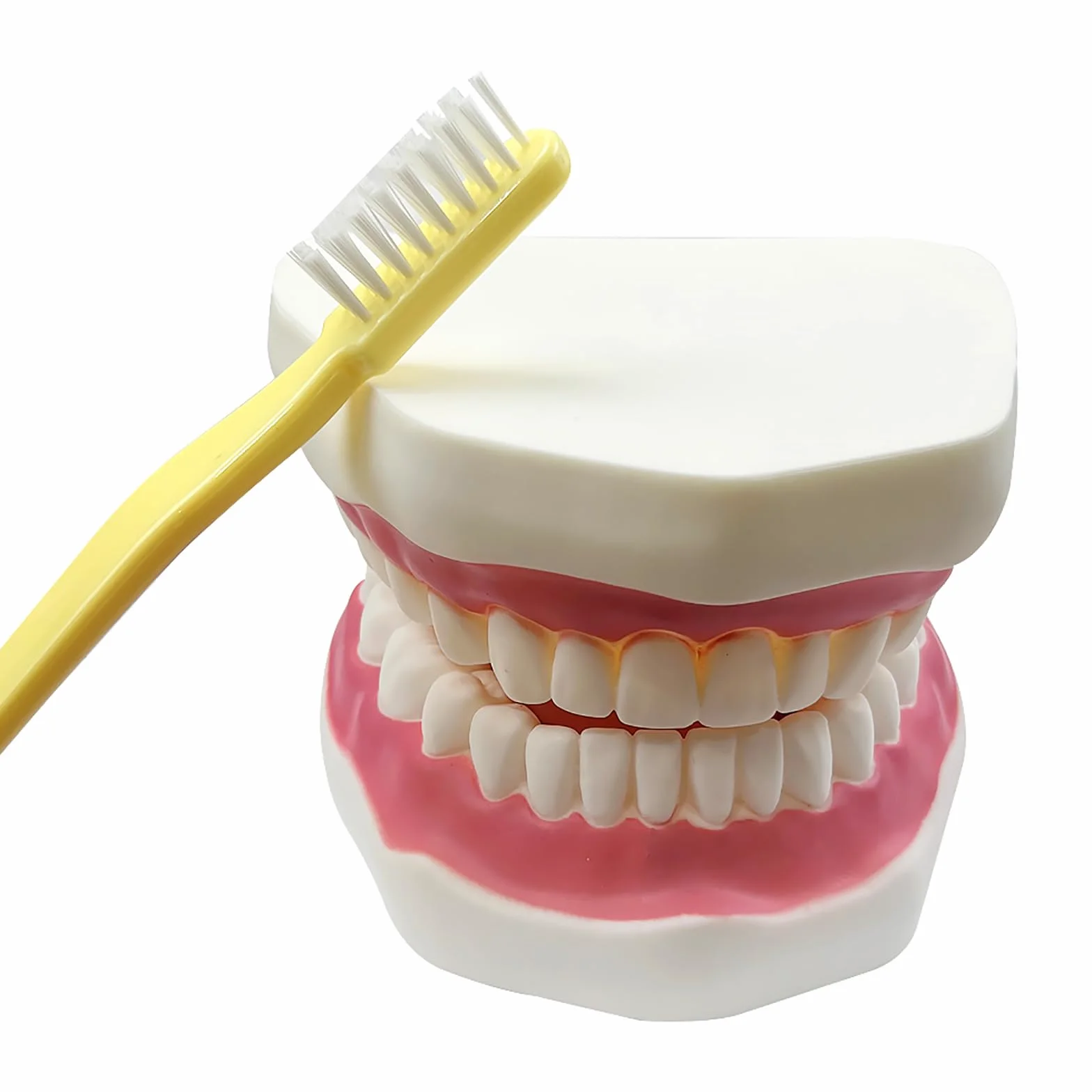 Duży model zębów anatomicznych dentysta nauczanie higieny jamy ustnej model ze szczoteczką do zębów 22 x 15 x 14 cm model zębów narzędzia do prezentacji ewolucji do nauczania i nauki
