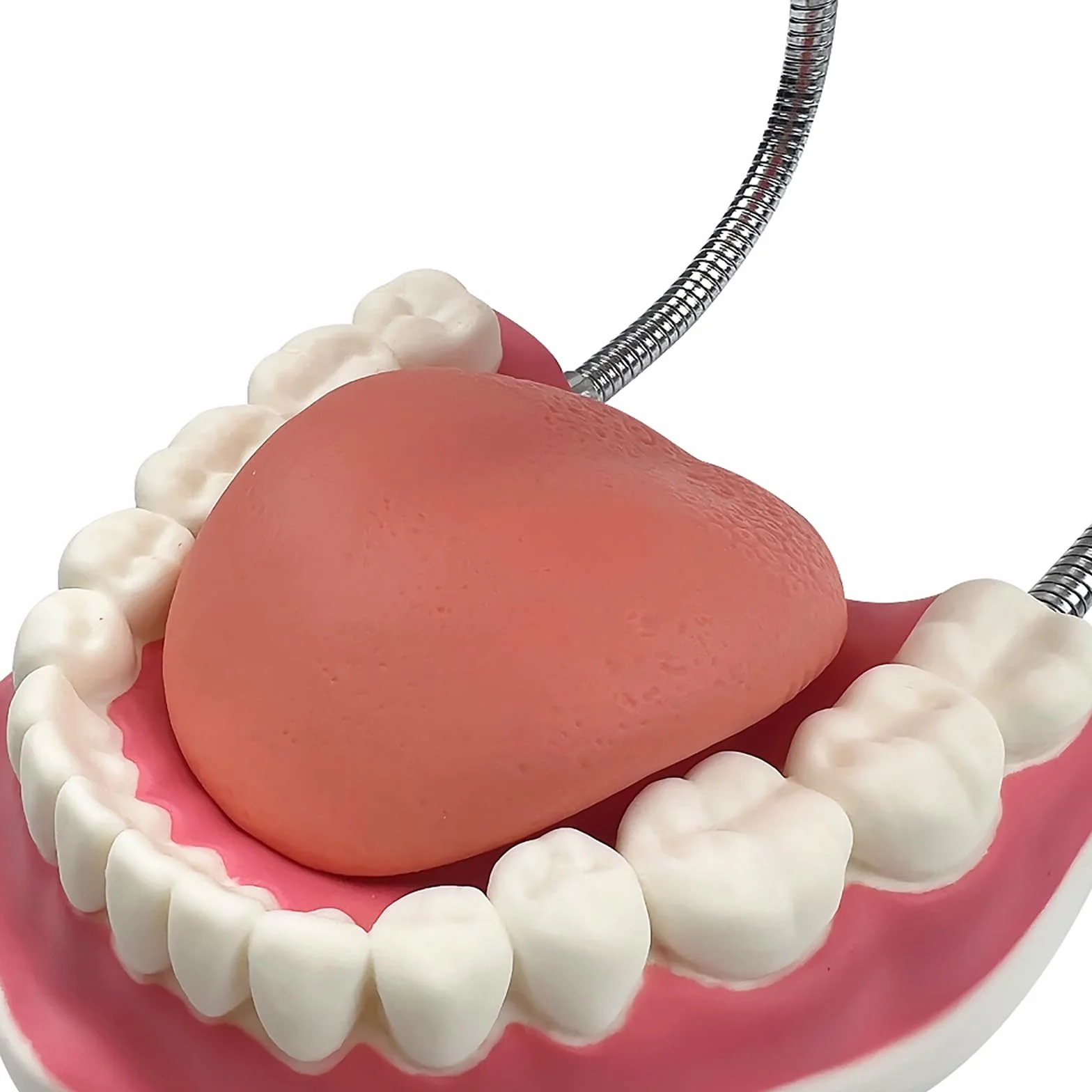 Duży model zębów anatomicznych dentysta nauczanie higieny jamy ustnej model ze szczoteczką do zębów 22 x 15 x 14 cm model zębów narzędzia do prezentacji ewolucji do nauczania i nauki