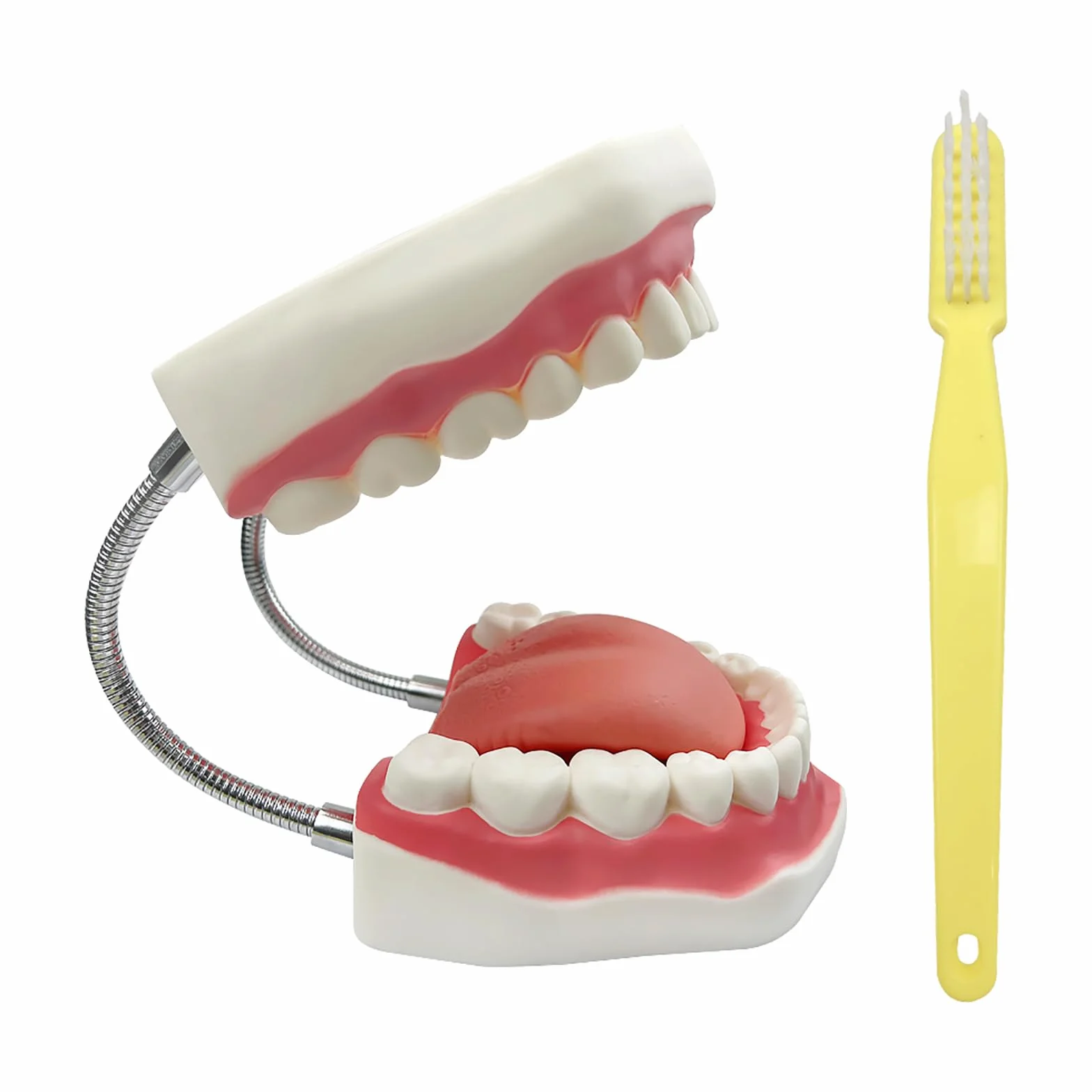 Duży model zębów anatomicznych dentysta nauczanie higieny jamy ustnej model ze szczoteczką do zębów 22 x 15 x 14 cm model zębów narzędzia do prezentacji ewolucji do nauczania i nauki