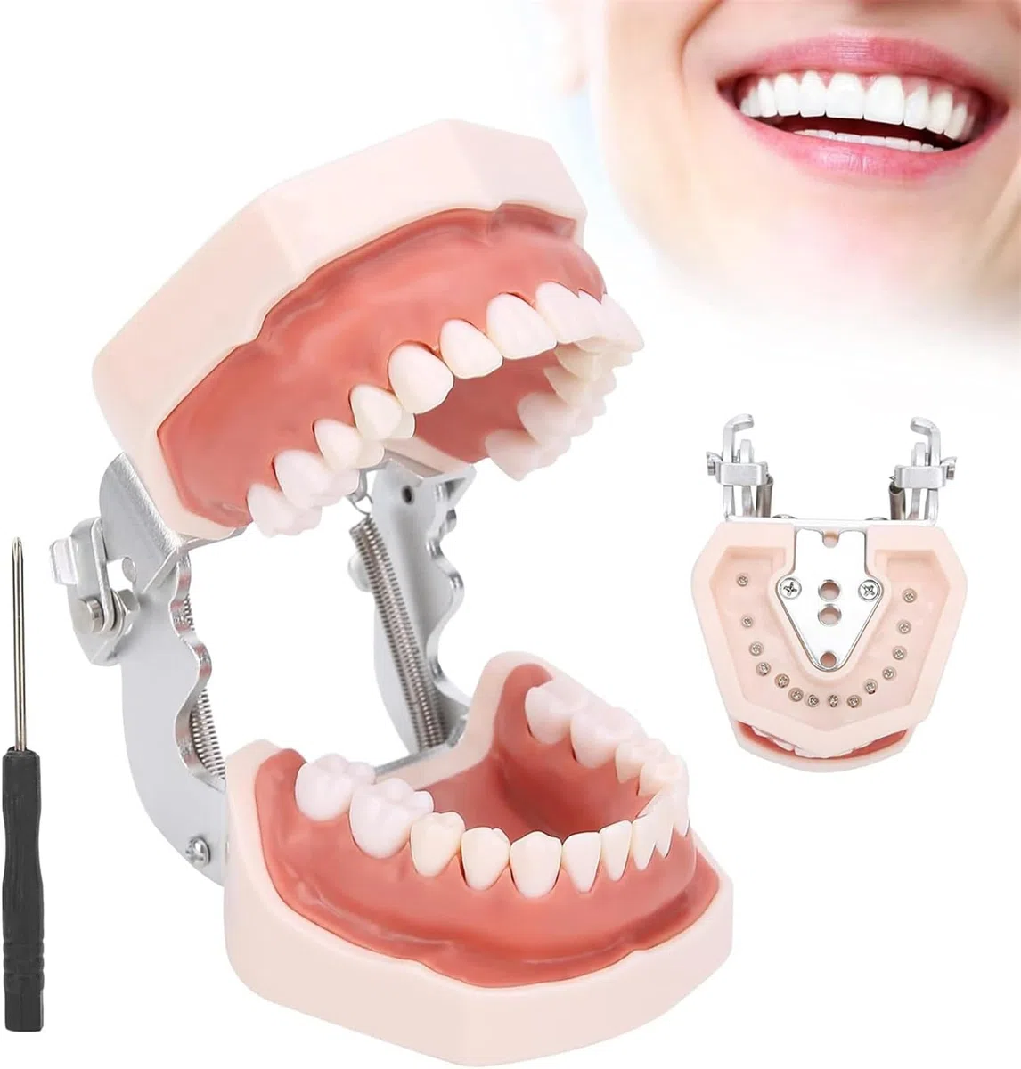 Odłączany model zębów, symulacyjny model zębów dentystycznych, materiały edukacyjne do praktyki dydaktycznej, narzędzie do demonstracji dentystycznej, w zestawie śrubokręt