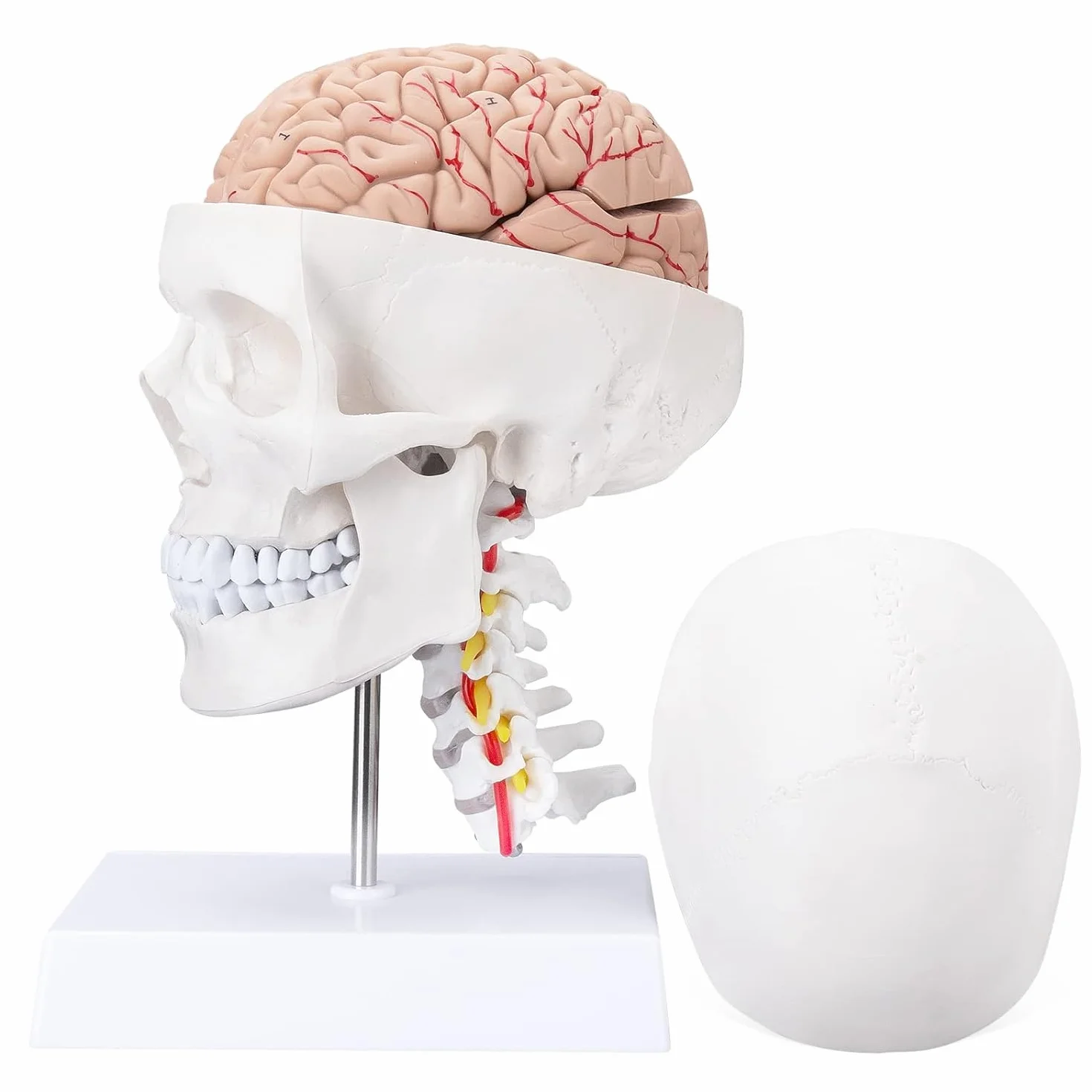 Human Skull Brain Anatomical Model – z kręgami szyjnymi Life-Size model anatomiczny z cokołem do klasy medycznej, nauczania edukacji