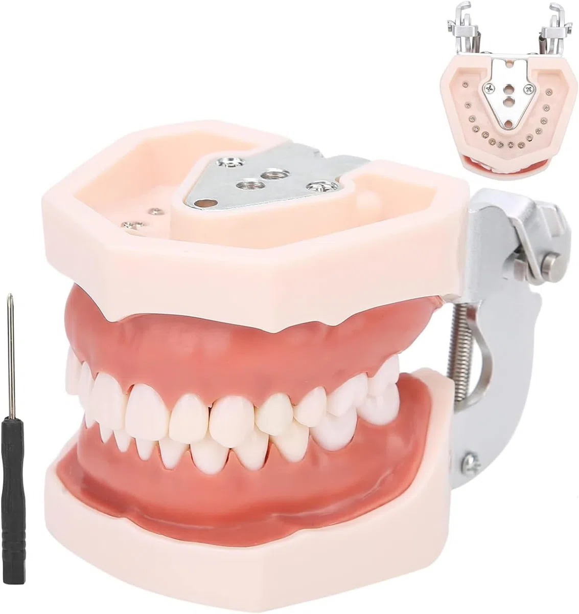 Odłączany model zębów, symulacyjny model zębów dentystycznych, materiały edukacyjne do praktyki dydaktycznej, narzędzie do demonstracji dentystycznej, w zestawie śrubokręt
