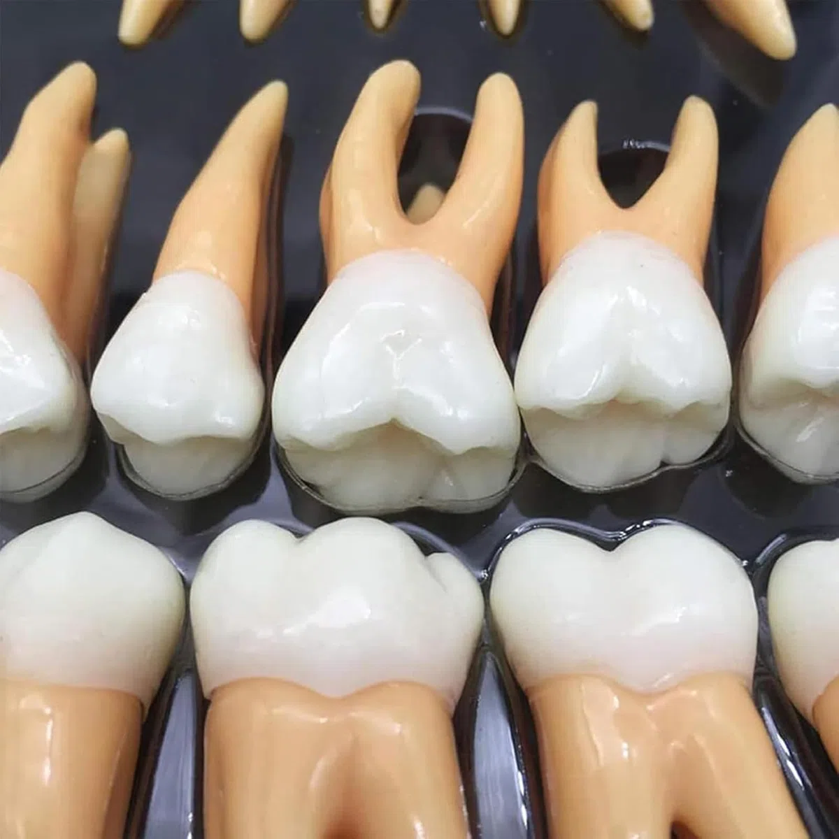 Zestaw modeli powiększonych zębów dentystycznych z etui do przechowywania, narzędzie edukacyjne dla dentystów i studentów