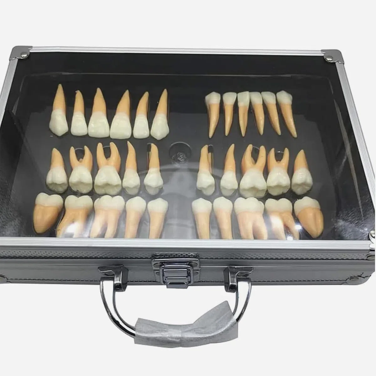 Zestaw modeli powiększonych zębów dentystycznych z etui do przechowywania, narzędzie edukacyjne dla dentystów i studentów