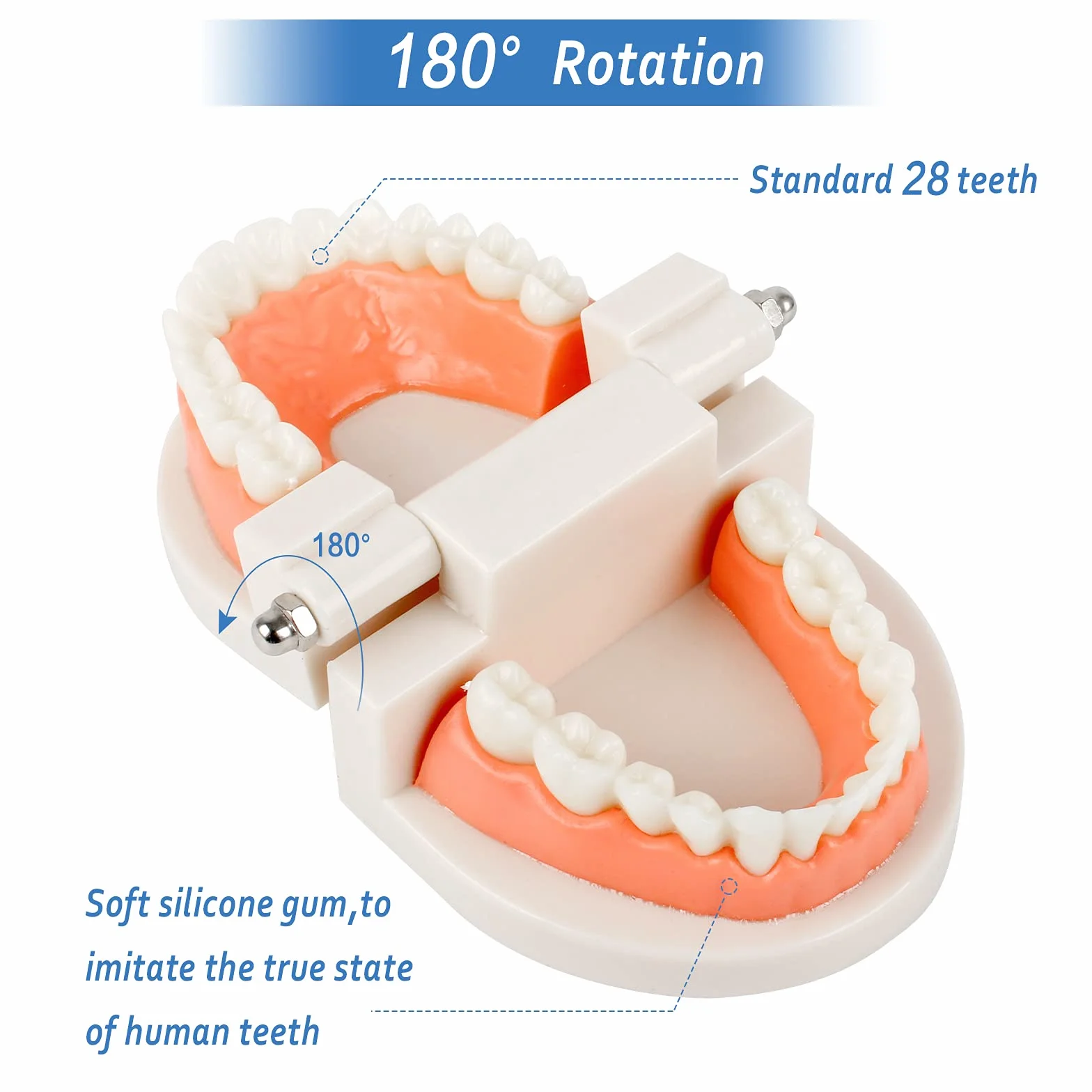 Model demonstracyjny zębów, model zębów, model zębów, model dentystyczny, anatomiczny model zębów do nauczania zębów lub pielęgnacji jamy ustnej, 2 szt