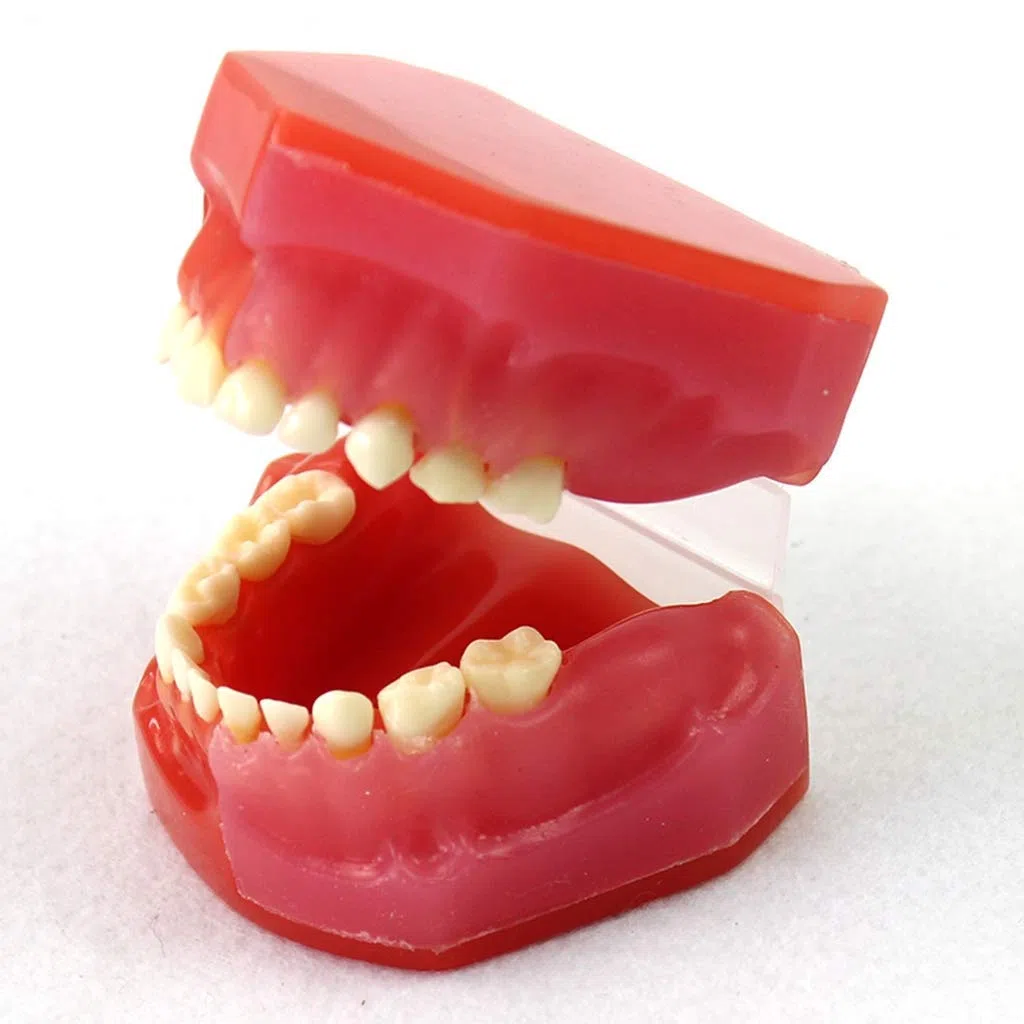 Model zębów do edukacji, model zębów dentystycznych - model zębów liściastych zębów dla dzieci, model higieny jamy ustnej dla entysty narzędzie do nauki nauki nauki
