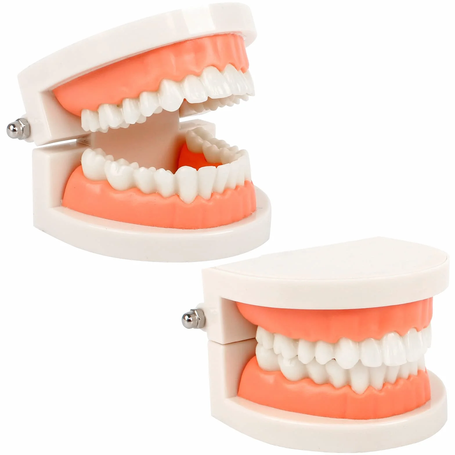 Model demonstracyjny zębów, model zębów, model zębów, model dentystyczny, anatomiczny model zębów do nauczania zębów lub pielęgnacji jamy ustnej, 2 szt