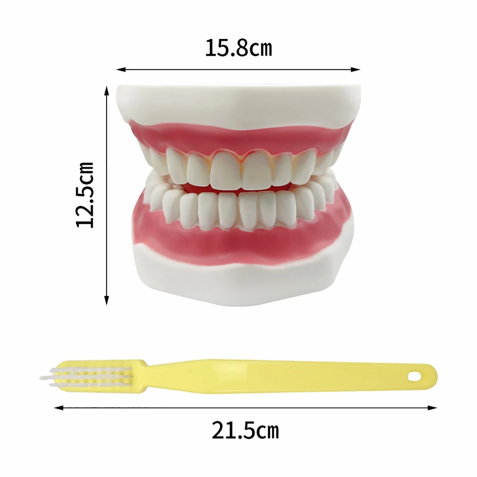 Duży model zębów anatomicznych dentysta nauczanie higieny jamy ustnej model ze szczoteczką do zębów 22 x 15 x 14 cm model zębów narzędzia do prezentacji ewolucji do nauczania i nauki