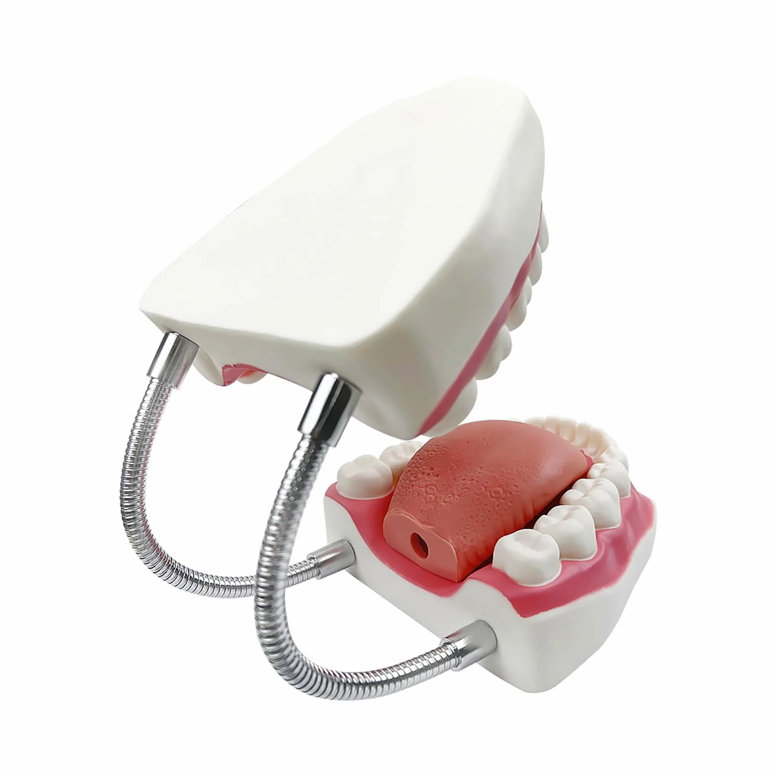 Duży model zębów anatomicznych dentysta nauczanie higieny jamy ustnej model ze szczoteczką do zębów 22 x 15 x 14 cm model zębów narzędzia do prezentacji ewolucji do nauczania i nauki