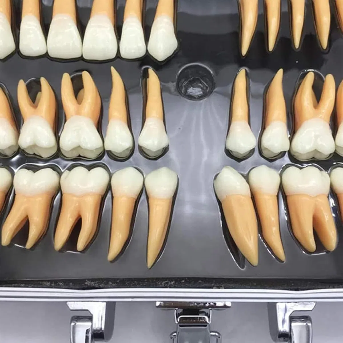 Zestaw modeli powiększonych zębów dentystycznych z etui do przechowywania, narzędzie edukacyjne dla dentystów i studentów