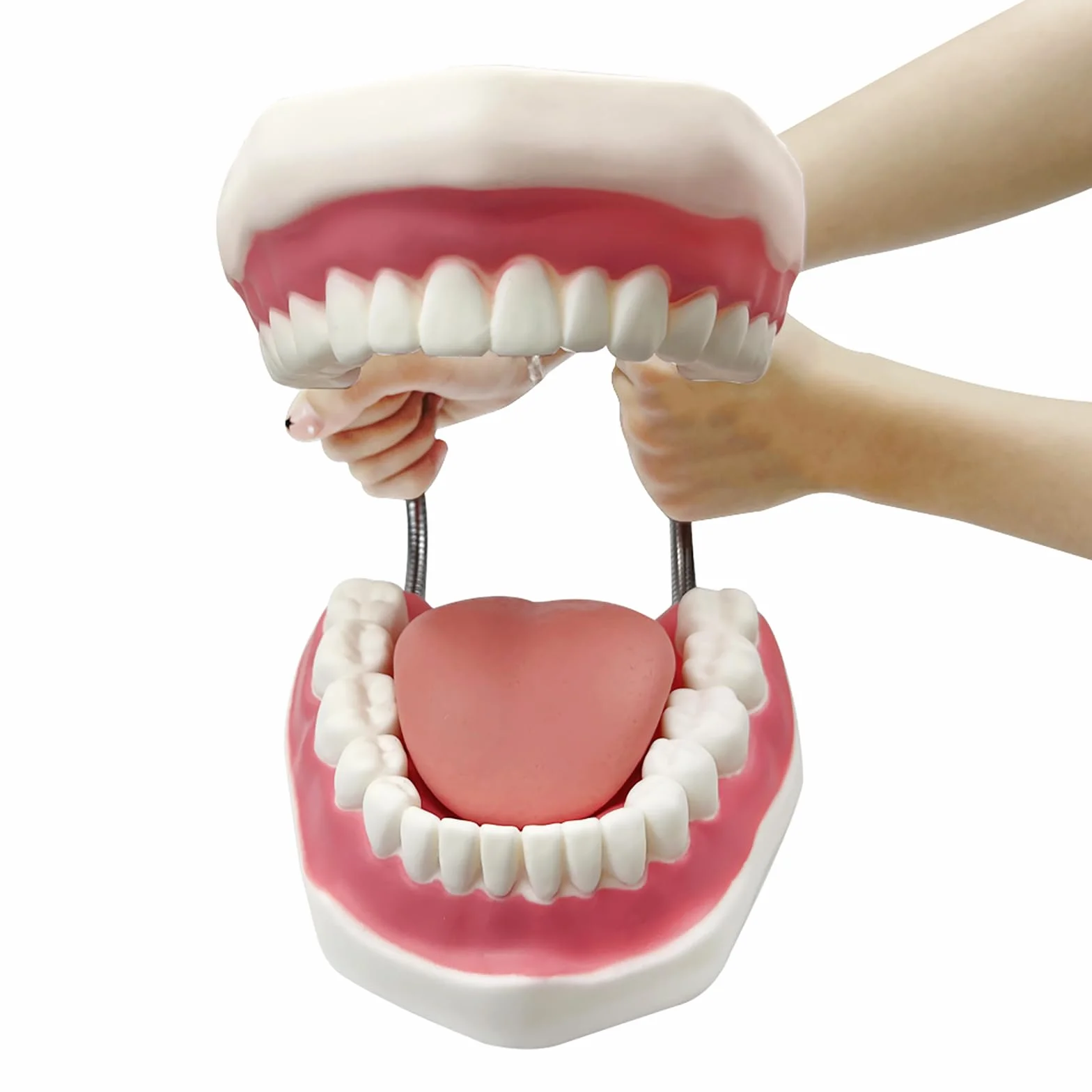 Duży model zębów anatomicznych dentysta nauczanie higieny jamy ustnej model ze szczoteczką do zębów 22 x 15 x 14 cm model zębów narzędzia do prezentacji ewolucji do nauczania i nauki
