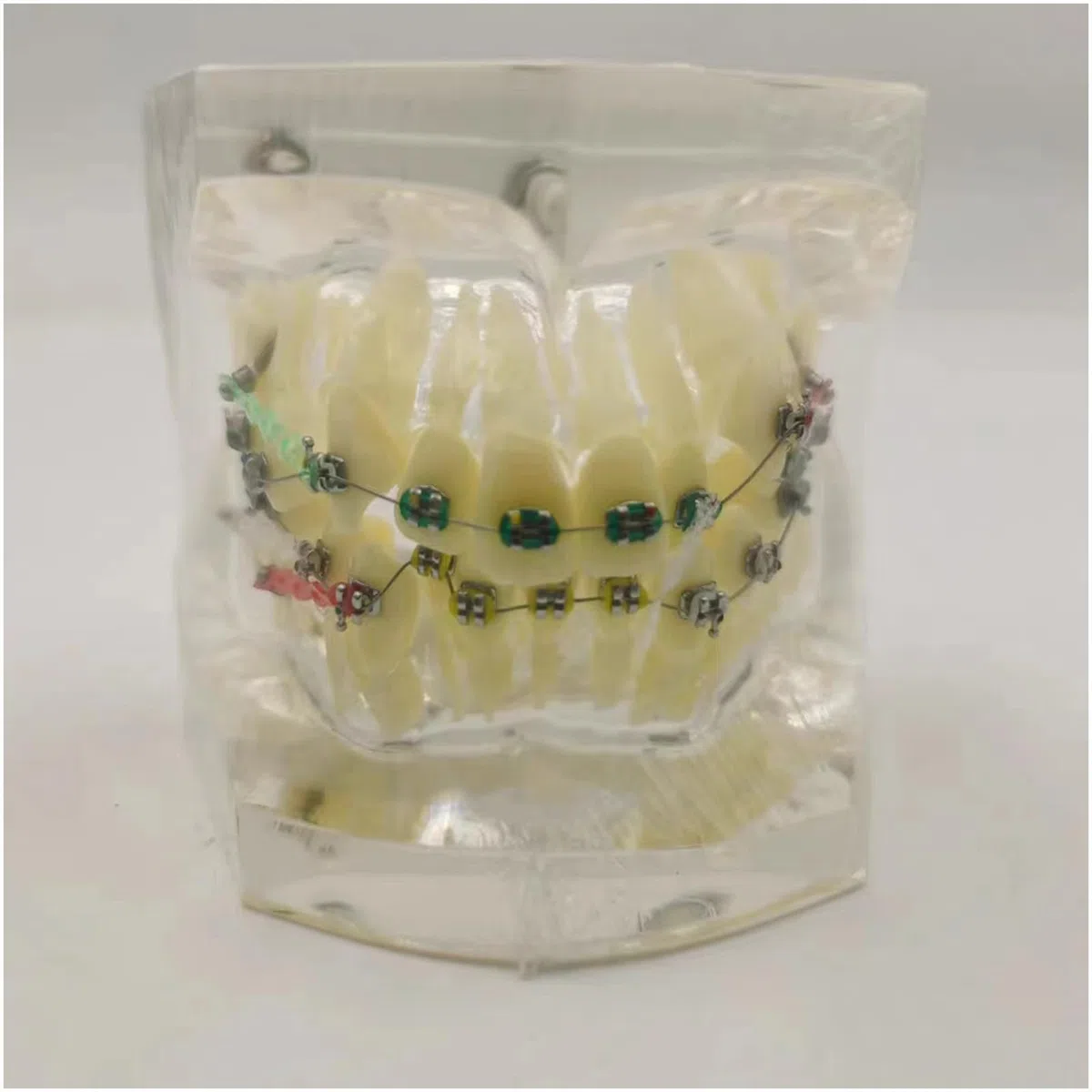 Model dentystyczny, ortodontyczny, model zębów tajfuna, model anatomiczny ze szczoteczką do zębów do nauczania nauki