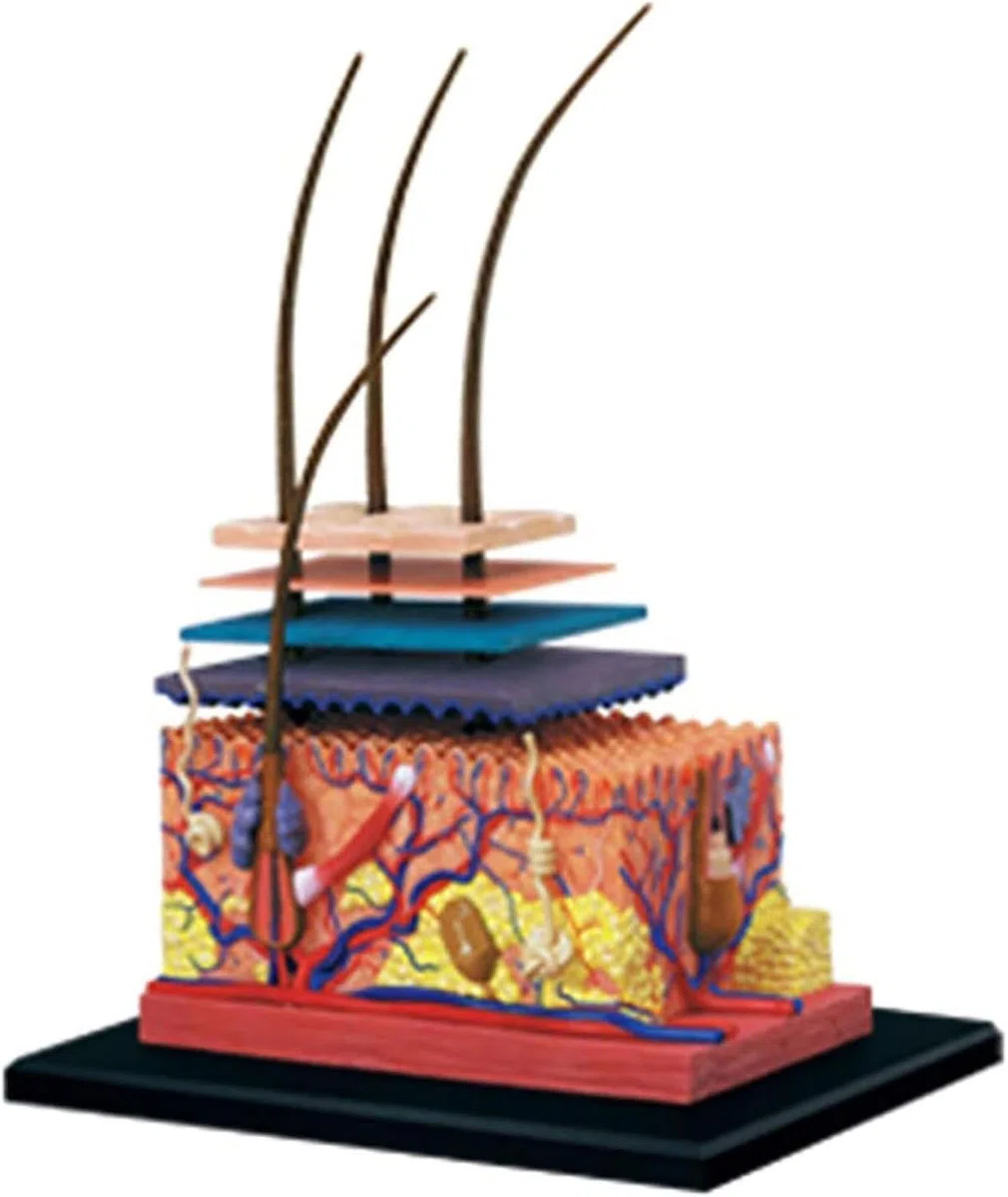 Model anatomicznej budowy skóry w 4D,