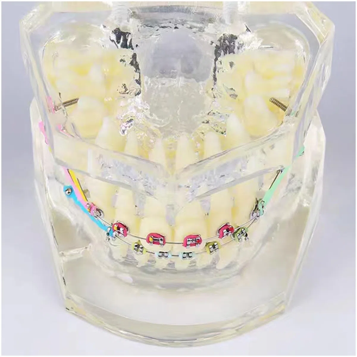 Model dentystyczny, ortodontyczny, model zębów tajfuna, model anatomiczny ze szczoteczką do zębów do nauczania nauki