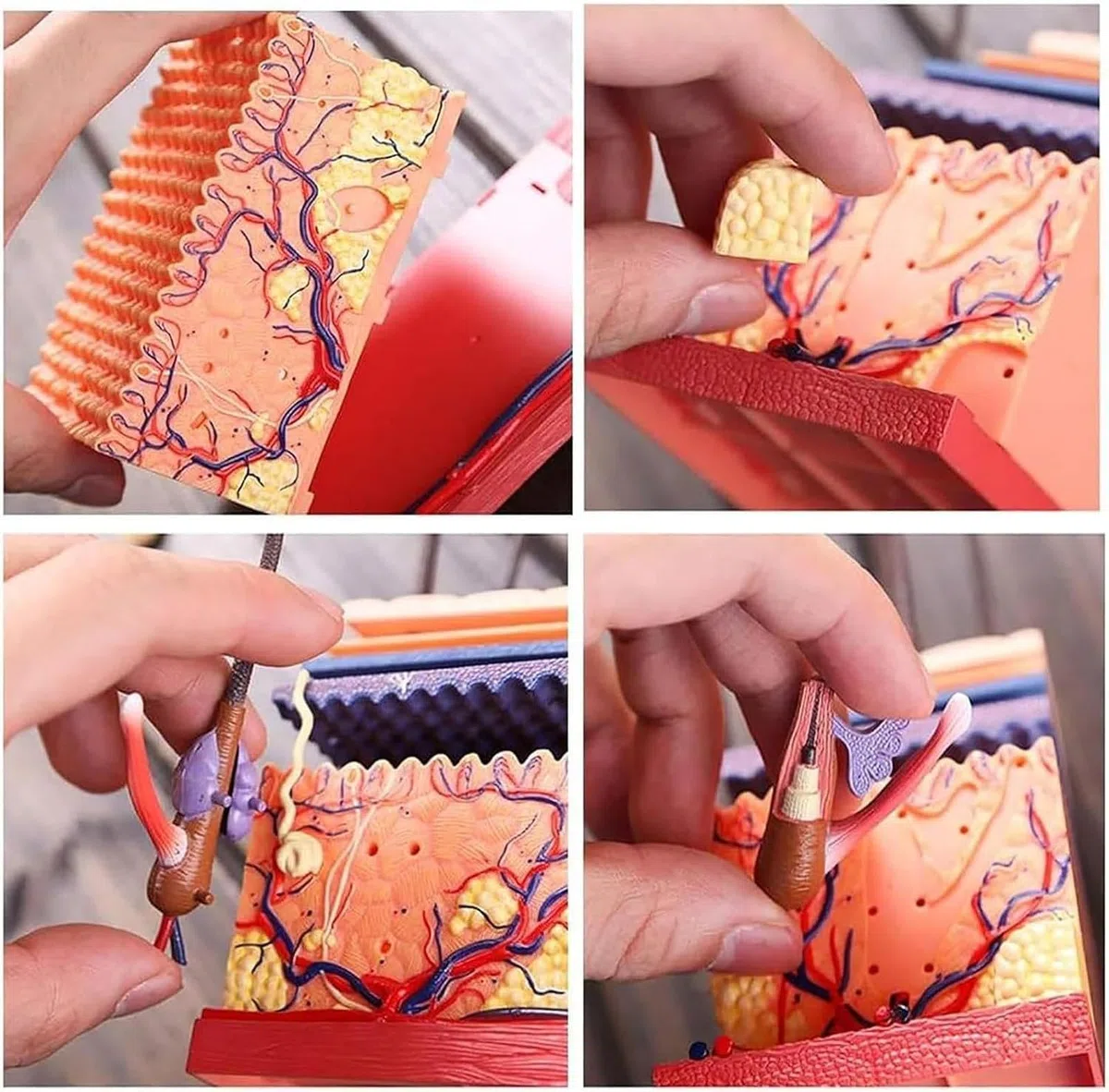Model anatomicznej budowy skóry w 4D,
