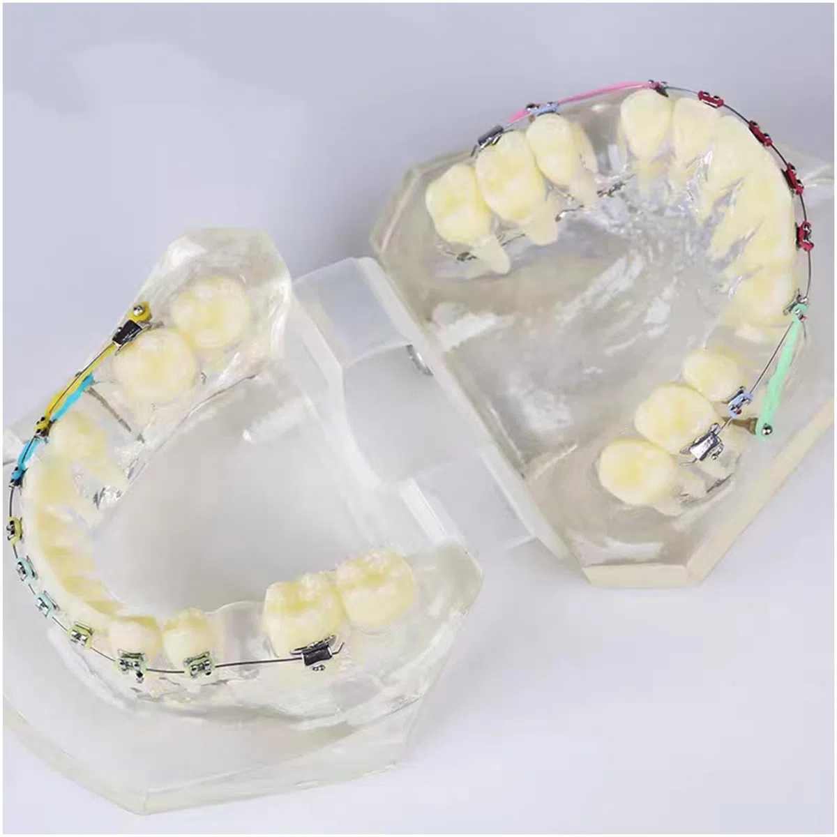 Model dentystyczny, ortodontyczny, model zębów tajfuna, model anatomiczny ze szczoteczką do zębów do nauczania nauki