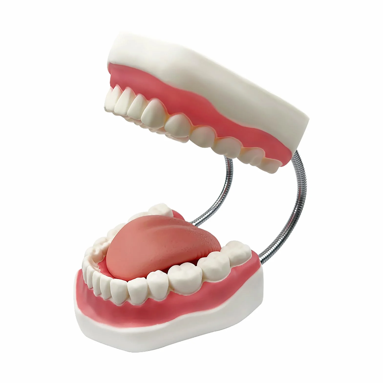 Duży model zębów anatomicznych dentysta nauczanie higieny jamy ustnej model ze szczoteczką do zębów 22 x 15 x 14 cm model zębów narzędzia do prezentacji ewolucji do nauczania i nauki