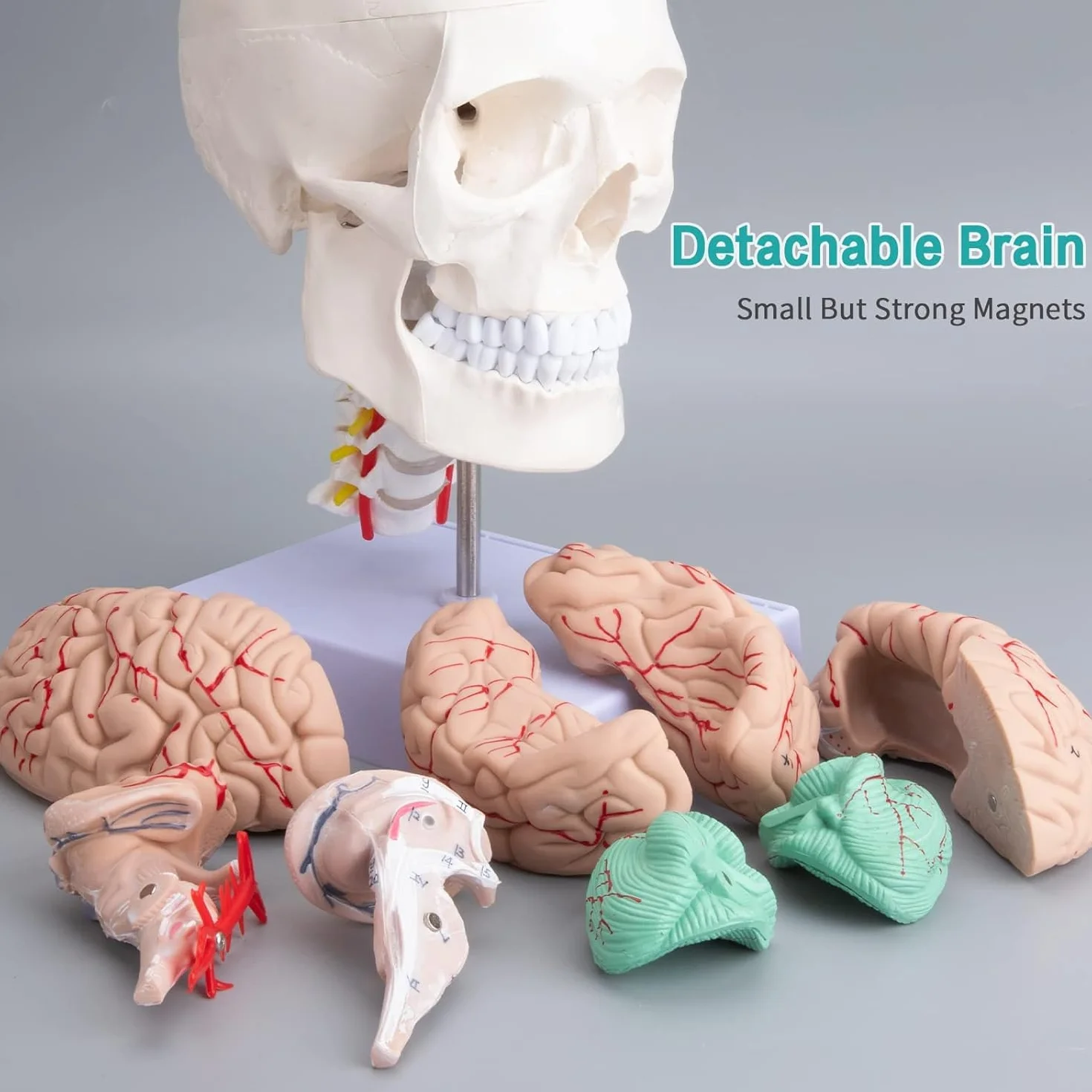 Human Skull Brain Anatomical Model – z kręgami szyjnymi Life-Size model anatomiczny z cokołem do klasy medycznej, nauczania edukacji