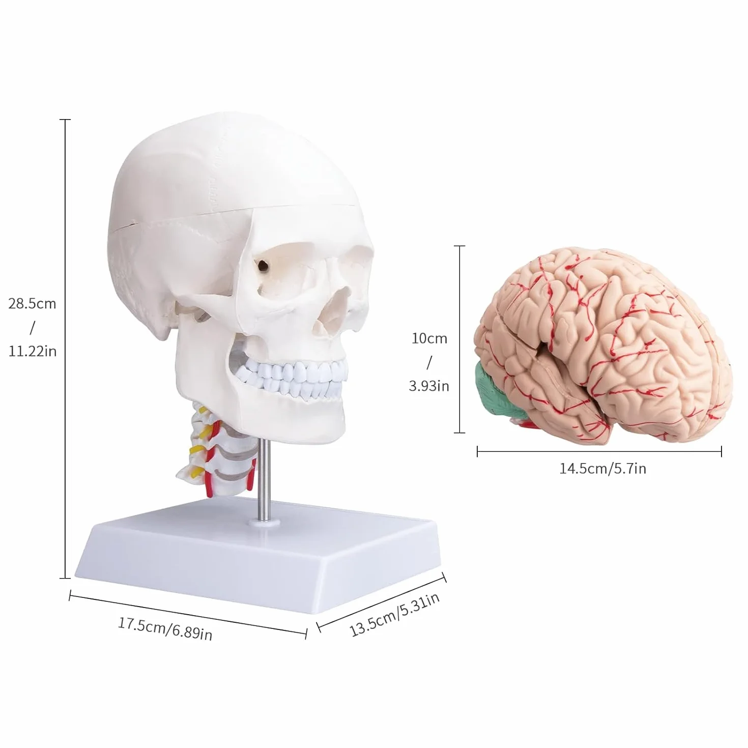 Human Skull Brain Anatomical Model – z kręgami szyjnymi Life-Size model anatomiczny z cokołem do klasy medycznej, nauczania edukacji