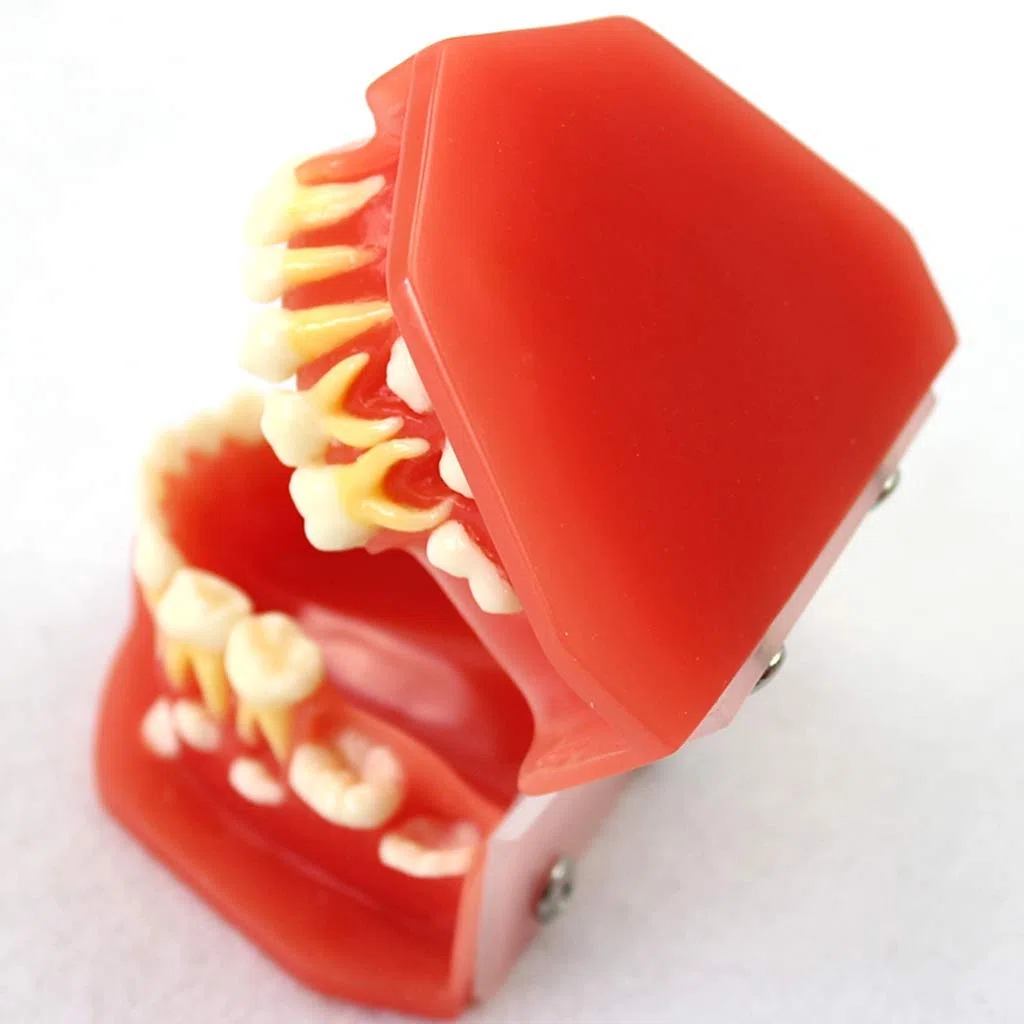 Model zębów do edukacji, model zębów dentystycznych - model zębów liściastych zębów dla dzieci, model higieny jamy ustnej dla entysty narzędzie do nauki nauki nauki