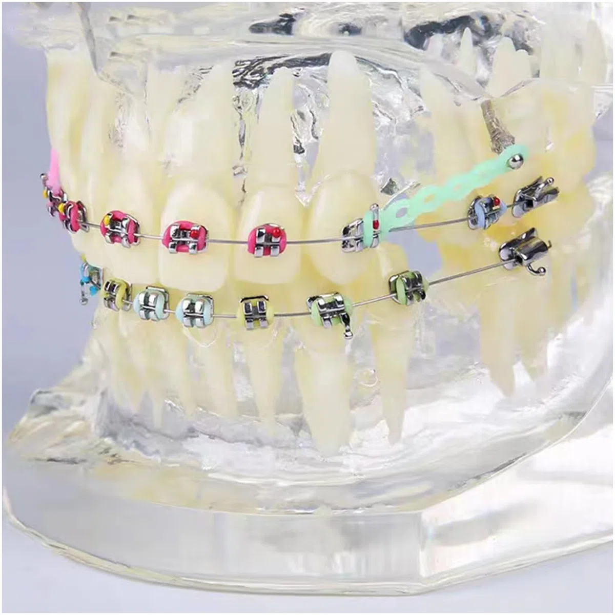 Model dentystyczny, ortodontyczny, model zębów tajfuna, model anatomiczny ze szczoteczką do zębów do nauczania nauki