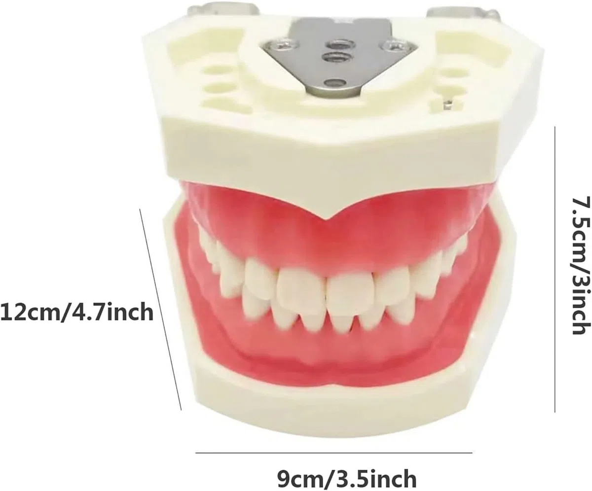 Odłączany model zębów, symulacyjny model zębów dentystycznych, materiały edukacyjne do praktyki dydaktycznej, narzędzie do demonstracji dentystycznej, w zestawie śrubokręt