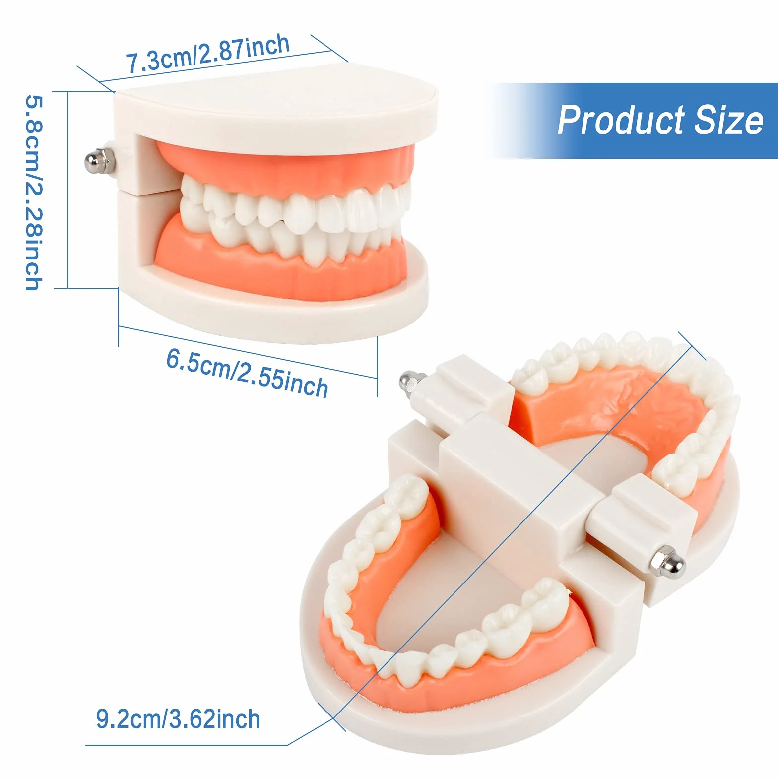 Model demonstracyjny zębów, model zębów, model zębów, model dentystyczny, anatomiczny model zębów do nauczania zębów lub pielęgnacji jamy ustnej, 2 szt
