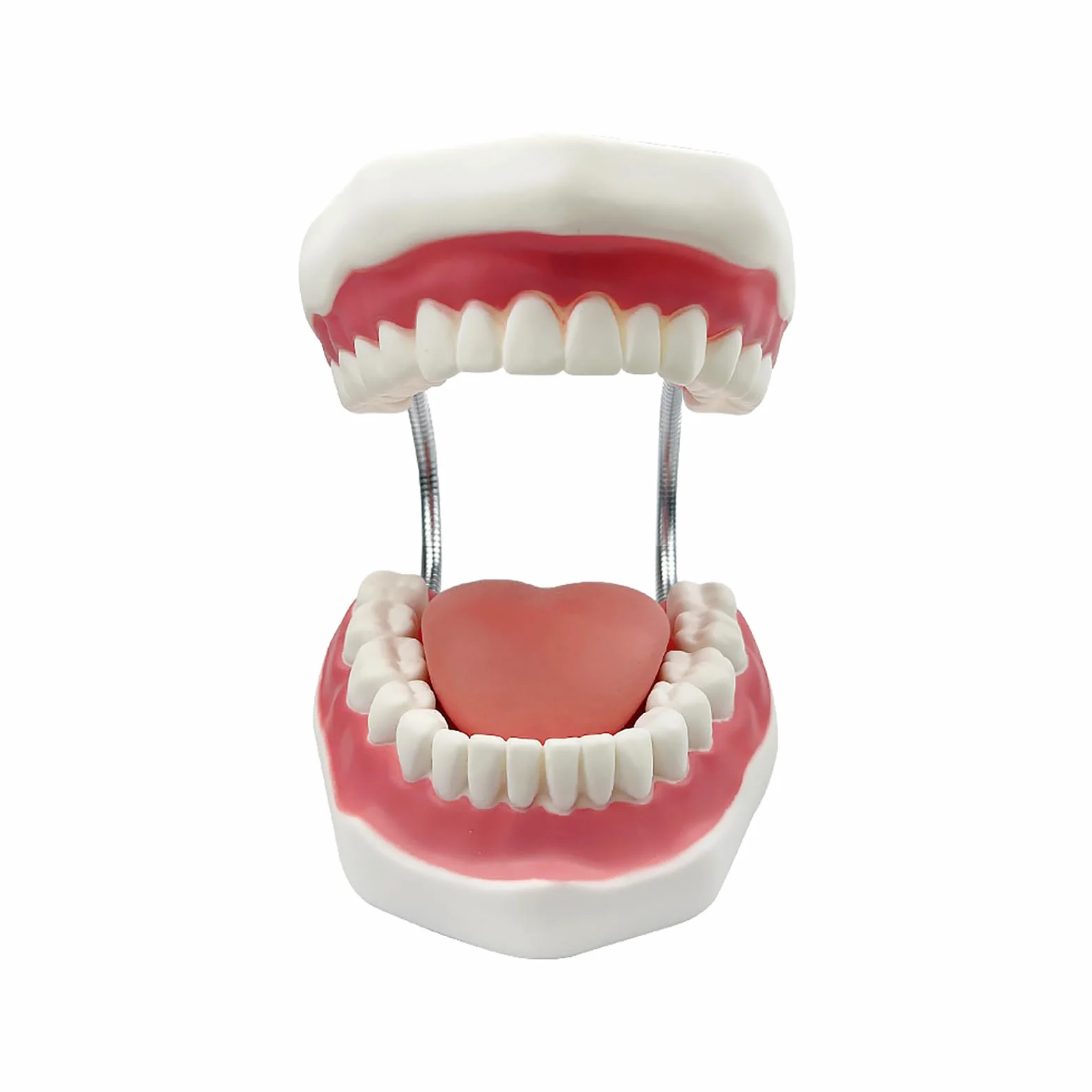 Duży model zębów anatomicznych dentysta nauczanie higieny jamy ustnej model ze szczoteczką do zębów 22 x 15 x 14 cm model zębów narzędzia do prezentacji ewolucji do nauczania i nauki