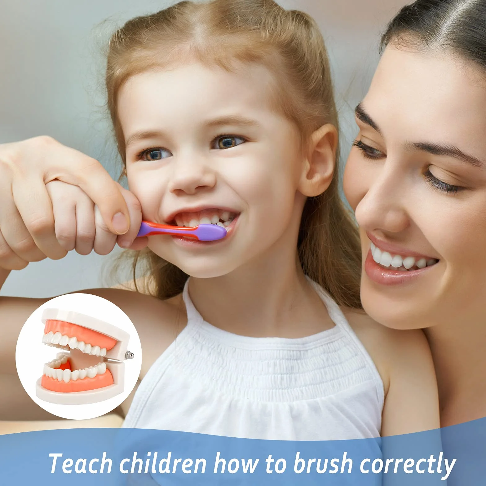 Model demonstracyjny zębów, model zębów, model zębów, model dentystyczny, anatomiczny model zębów do nauczania zębów lub pielęgnacji jamy ustnej, 2 szt